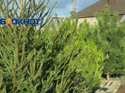 Цены на ёлки в Шахтах остались на уровне прошлого года