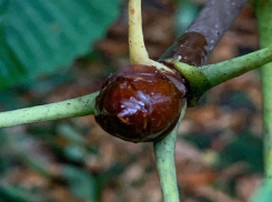 «Взбалмошный, как старая дева, ноябрь»: погода в Шахтах