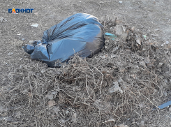 Вовлечение населения города в природоохранную деятельность дает свои плоды