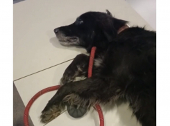 На вокзале в Шахтах нашли привязанную и брошенную на морозе собаку в критическом состоянии 