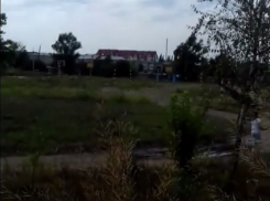 Учебный год ученики школы № 49 в Шахтах начали среди зарослей амброзии