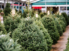 Сезон живых ёлок в Шахтах: когда открываются ёлочные базары и сколько стоят деревья