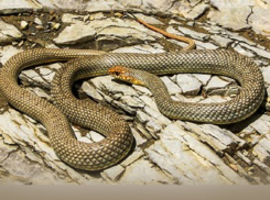 Полоз, обнаруженный в одном из подвалов многоквартирного дома в центре Шахт, оказывается краснокнижный вид 