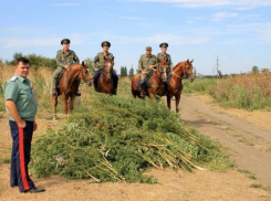 В Каменоломнях под Шахтами выкосили заросли конопли