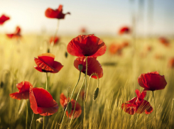 «Мак-2021»: полицейские призывают сообщать о фактах незаконного оборота наркотиков