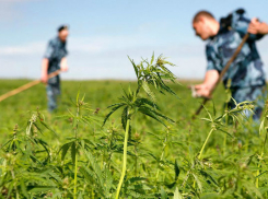 Шахтинцам рекомендовали сообщать в  полицию о дикорастущей конопле