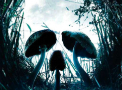 Шахтинка умерла, отравившись грибами