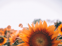 В пятницу, 17 сентября,  звезды обещают отличное завершение большинства дел