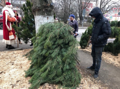 «Елки-палки, лес... не густой»: почем хвойный праздник в Шахтах?