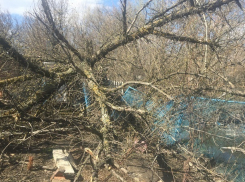 Под натиском урагана дерево упало во двор частного дома в Шахтах и раздавило забор и туалет 