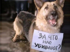В Шахтах живодер сворачивает собакам головы огромными щипцами