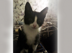 Хозяйка Сталкера рассказала подробности спасения котенка и поблагодарила неравнодушных горожан