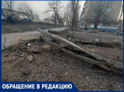 Лес рубят-щепки летят: Татьяна Никитина о вырубке деревьев в жилом микрорайоне
