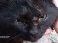 Неизвестные стреляют из пневмата по домашним котам на улице Милиционной в Шахтах