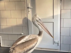 Пеликан, спасенный из-под льда, восстанавливается в парке «Малинки»