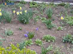 Возможен дождь, но синоптики обещают шахтинцам весеннее тепло