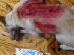 Живодеры пытались содрать шкуру с живой собаки в Шахтах