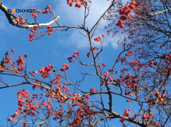 Шахтинцев уже с утра порадует ясный день