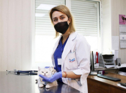 Без кота – жизнь не та: ветеринары советуют стерилизовать своих домашних животных