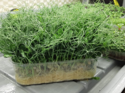 Микрозелень для макропользы: где купить модную и съедобную траву в Шахтах