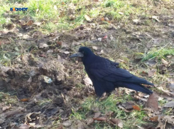 Легкий морозец напомнит о зиме