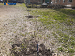 Во дворах на Артеме появились новые саженцы: как прошел День древонасаждения в Шахтах