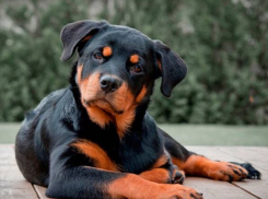 Согласны ли шахтинцы с тем, что список опасных собак надо расширить?