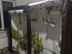 В соседнем с Шахтами Октябрьском сельском районе садовод выращивал в горшках запрещенные растения