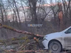 Дерево упало прямо перед автомобилем во время движения по Енисейскому переулку в Шахтах