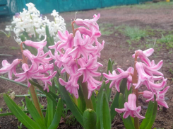 В первый день лета в Шахтах будет солнечно и жарко