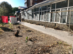 «Пятерочка» вырубает! Как в Шахтах варварски уничтожают деревья 