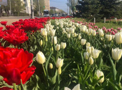 Появится новая цветочная традиция — День тюльпанонасаждения