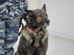 В Ростовской области попрощались со служебным псом Вегасом, завершившим свою карьеру