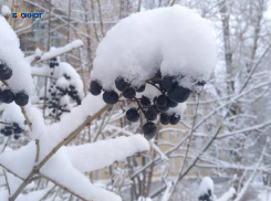 Зима продолжает радовать плюсовыми температурами