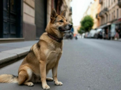 19 владельцев животных оштрафовали за самовыгул и шум в Шахтах