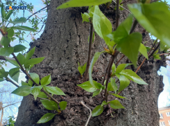 В Шахтах возможен дождь и немного похолодает