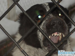 В шахтинском городском суде вынесли приговор  по делу о  собаке, покусавшей ребенка