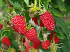 Прям малинник какой-то: приметы, погода в Шахтах и немного астрономии 