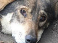 Неизвестный живодер жестоко истерзал собаку в Шахтах 