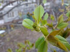 “Март у зимы шубу купил, да тут же продал”: погода в Шахтах и приметы дня 