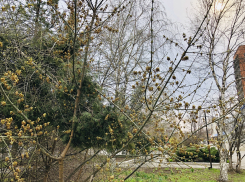 Феофанов день: погода в Шахтах и народный календарь 