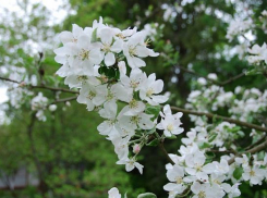 Первомай порадует шахтинцев ясным небом и теплой погодой