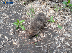 Дожди прекратятся, временами – облачно: шахтинцев наконец порадует майское солнышко 