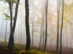 Теплая осень: шахтинцам синоптики прогнозируют комфортные выходные
