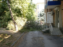 Напротив шахтинского городского суда несколько дней лежит поваленная ветка