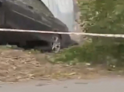 Автомобиль врезался в дерево на перекрёстке Карла Маркса и Ионова в Шахтах