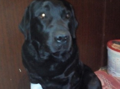 Избитый живодерами в Шахтах пес Слай скончался