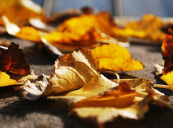 Будет солнечно, но к концу недели пойдет дождь