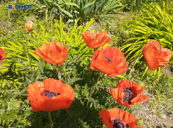 Солнечно и тепло будет в Шахтах, осадки маловероятны