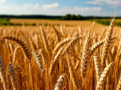 Под Шахтами фермер получил предостережение за неправильную дозировку пестицидов